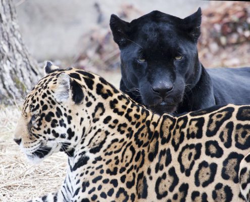 veerkracht-jaguars-2
